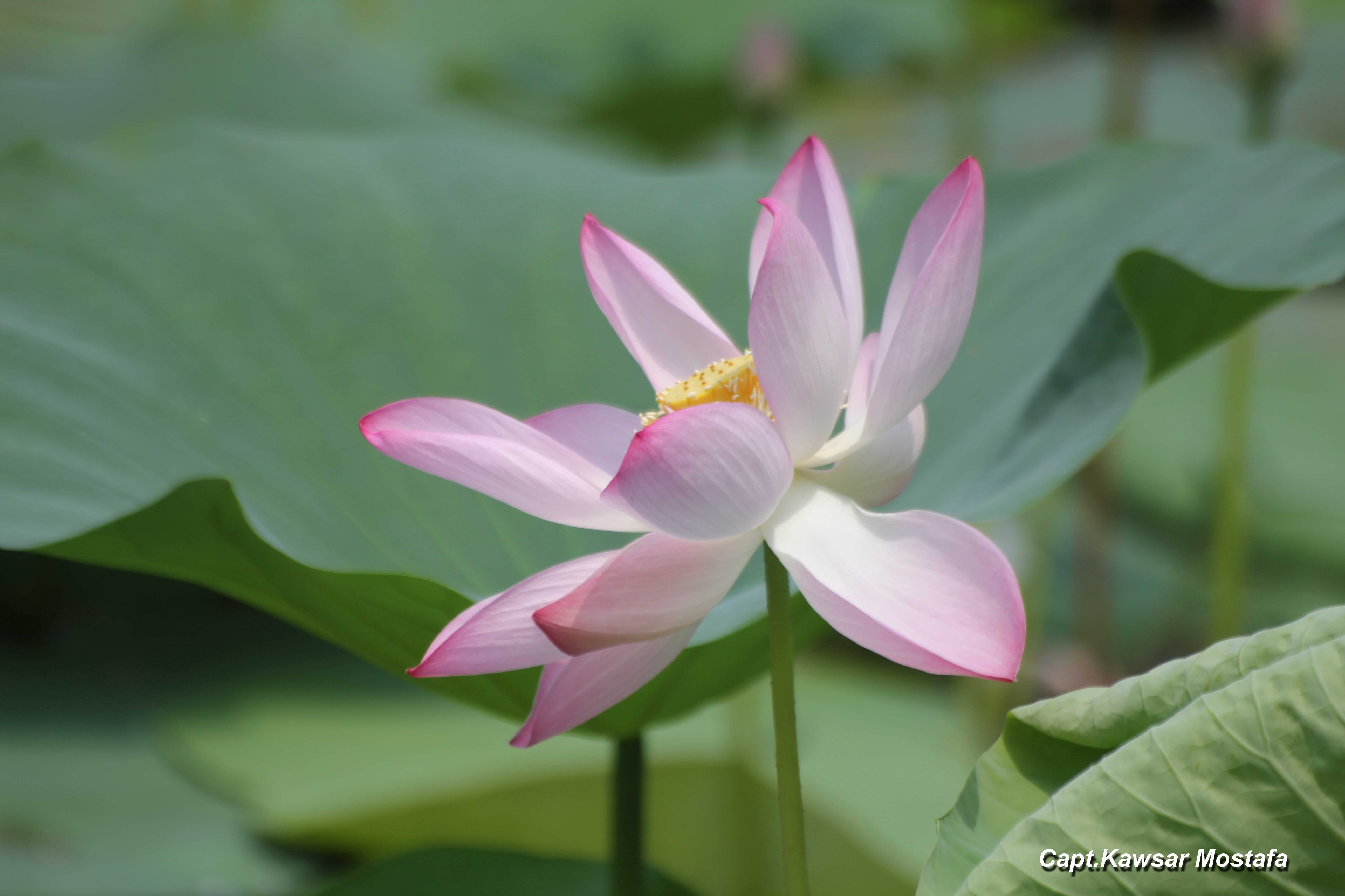 Lotus/Padha - NSSB