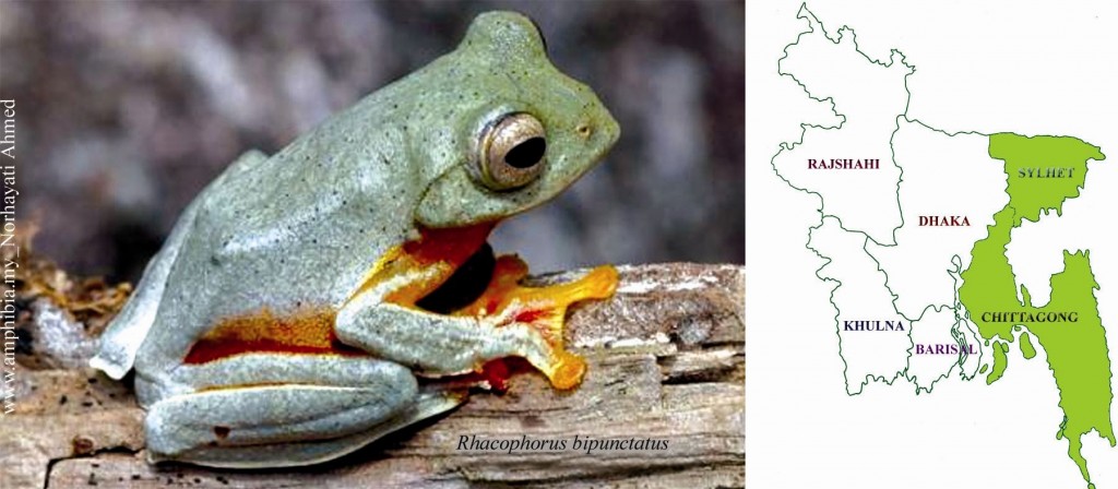 Blocktrail Amphibians Of Bangladesh: An Underestimated Arena Of Biodiversity – RYGY