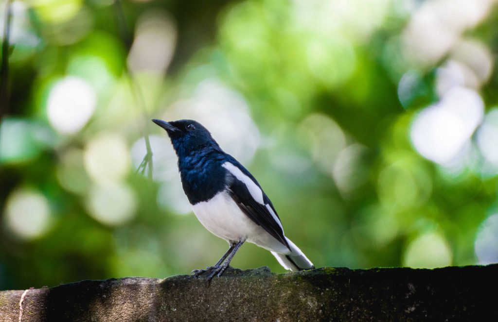 Oriental Magpie Robin | Photo: Shaiful Islam Sourav