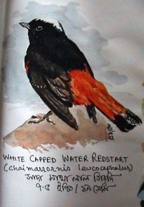 White Capped Water RedStart