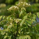 Curry leaves in a tree