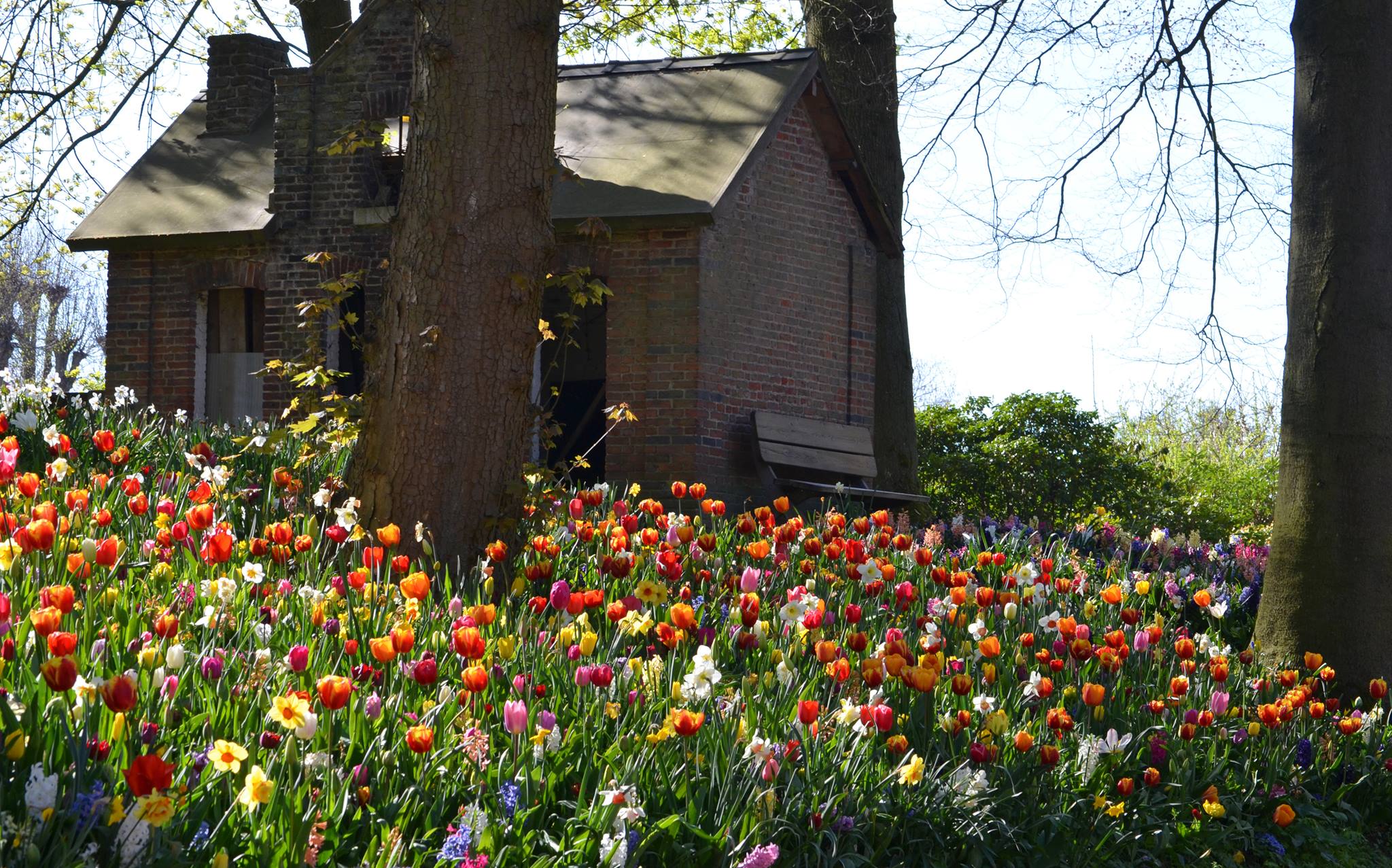 Floralia Brussels festival, ছবি: পারভিন শেলী