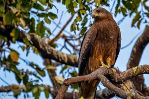 Black kite