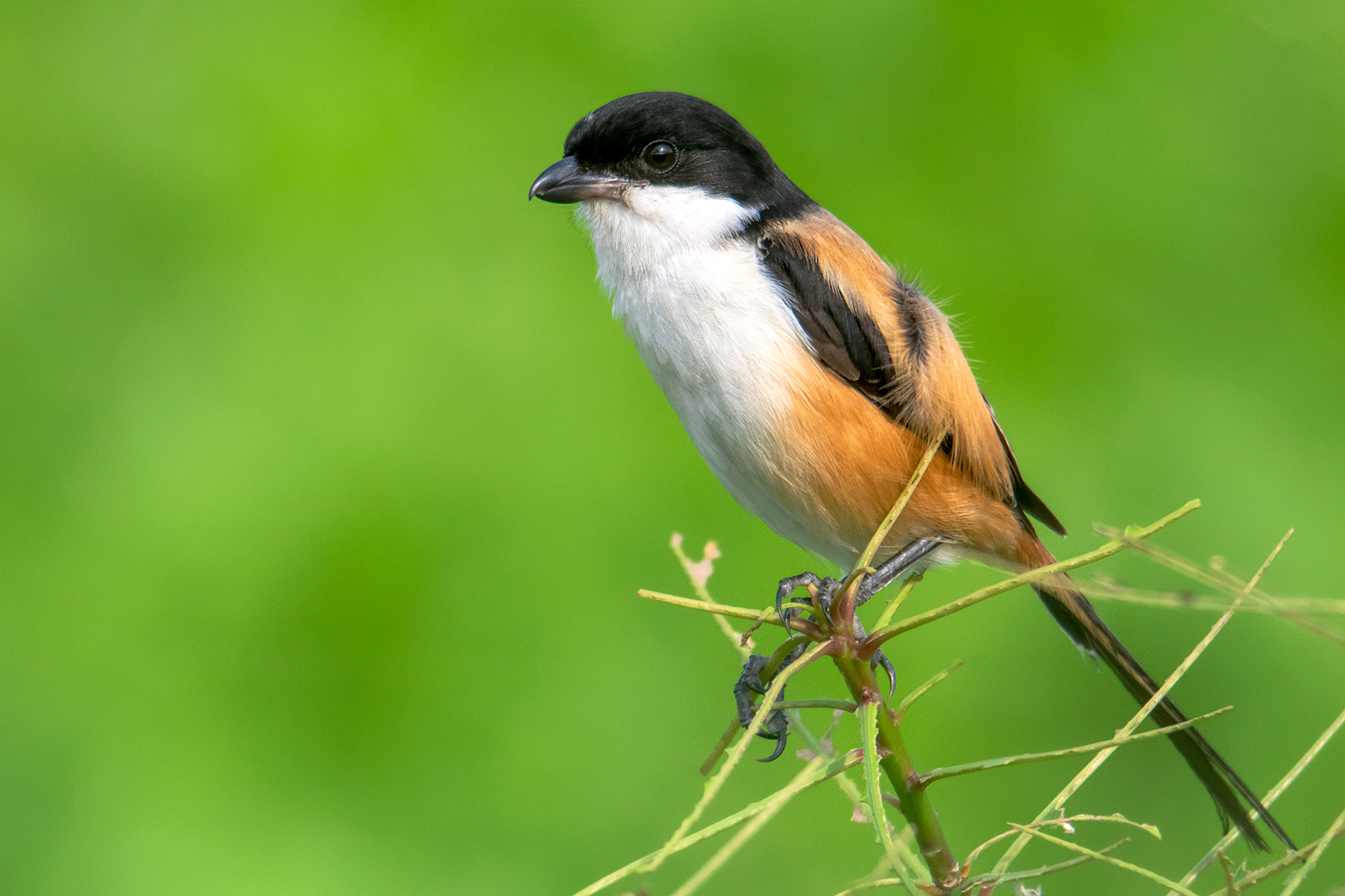 Long-tailed Shrike | photo: Ikbal H. Babu