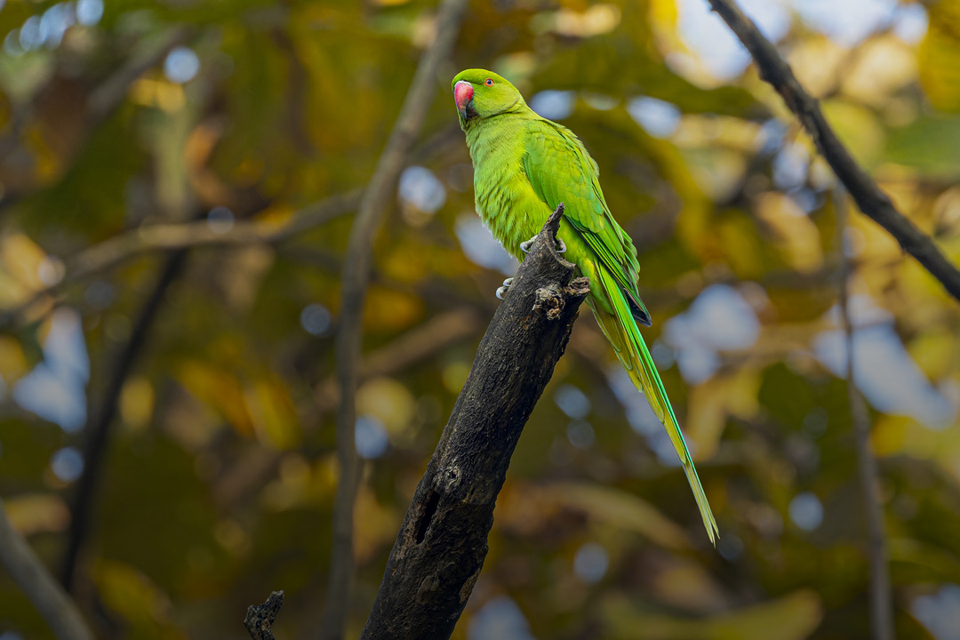 Rose-ringed parakeet | Photo: Foridi Numan