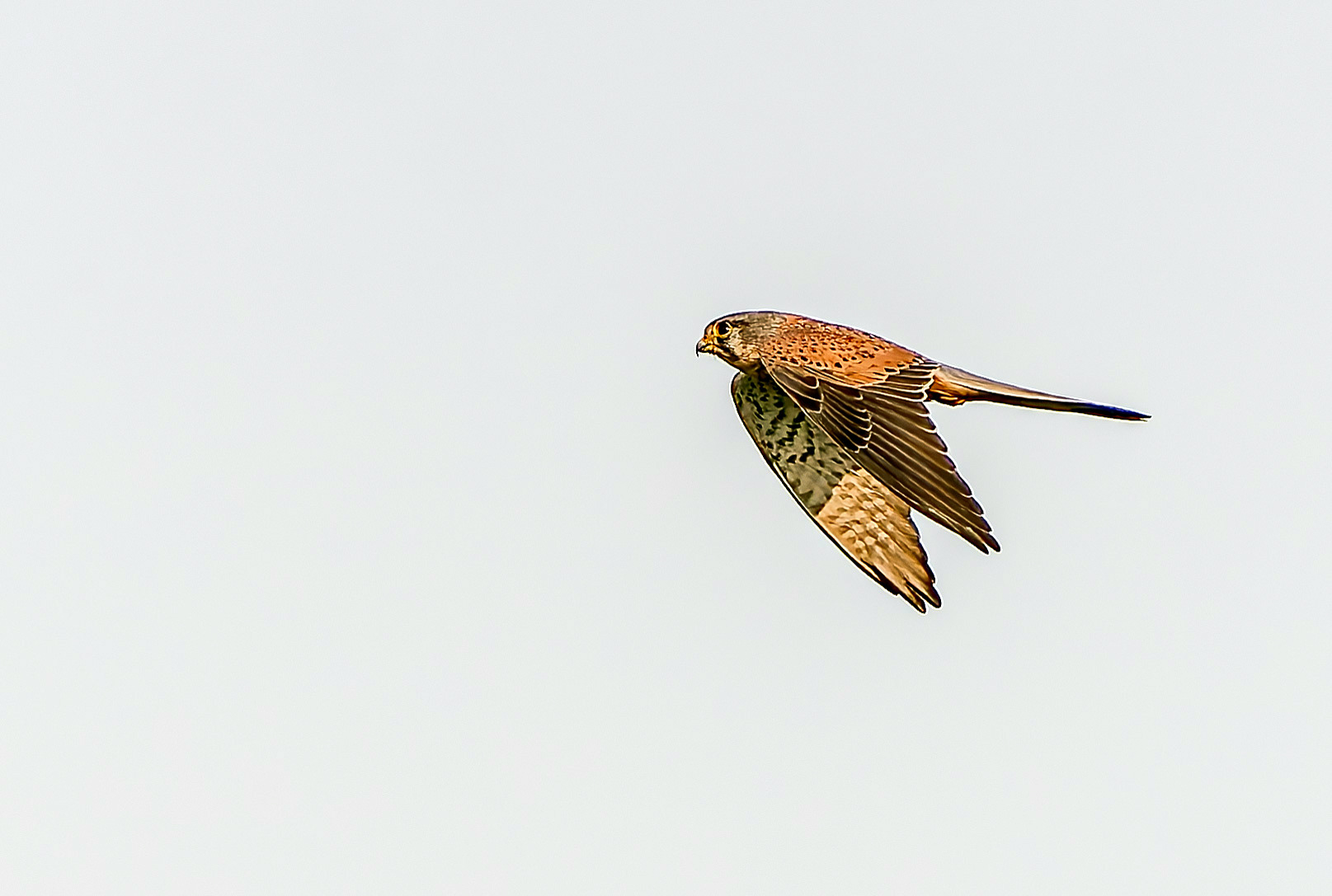 Common Kestrel | Photo: Md Ahsanul Huq