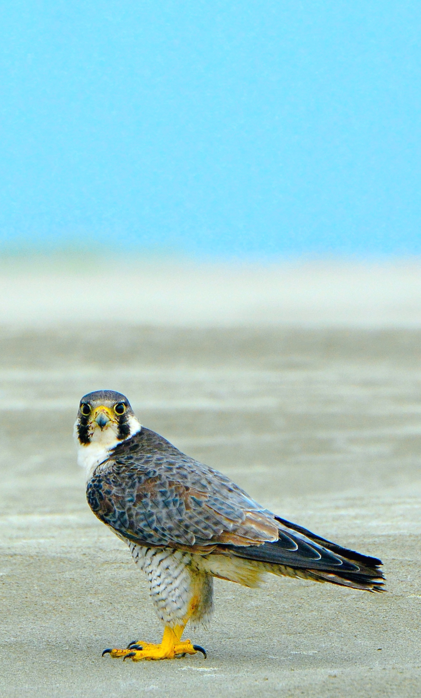 Peregrine falcon | Photo: Shovon Ahmaduzzaman