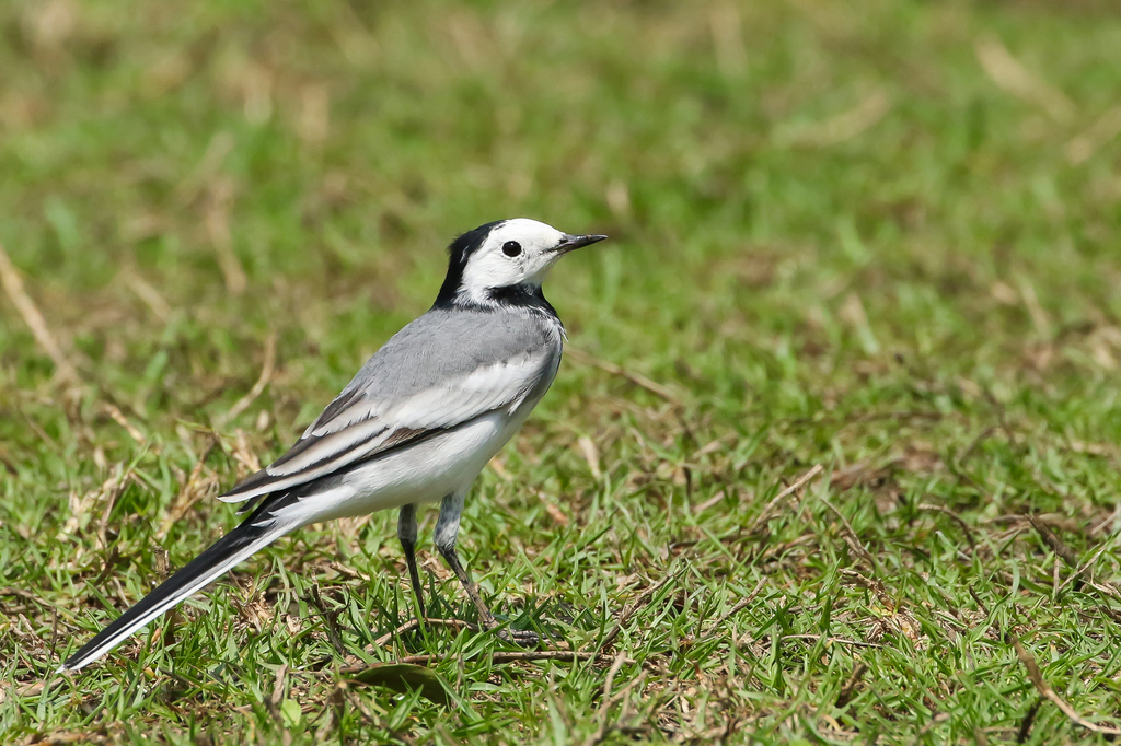 White Wagtail | Photo: Mugniur Rahman Moni