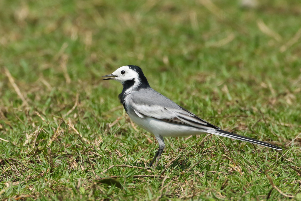 White Wagtail | Photo: Mugniur Rahman Moni