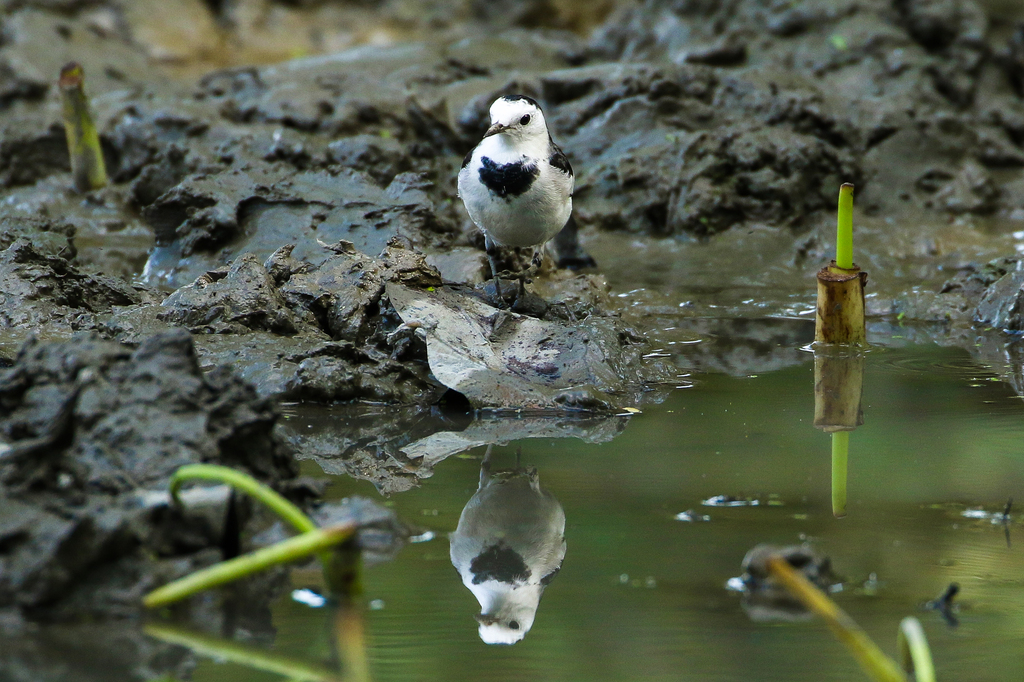 White Wagtail | Photo: Mugniur Rahman Moni