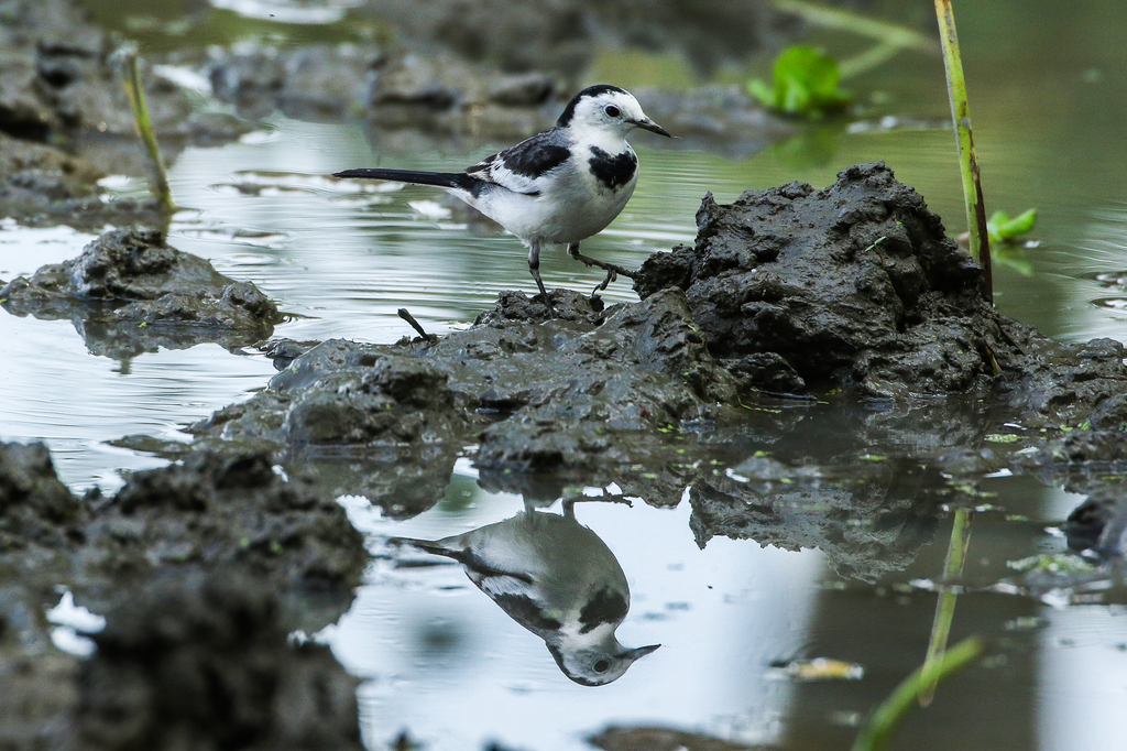 White Wagtail | Photo: Mugniur Rahman Moni