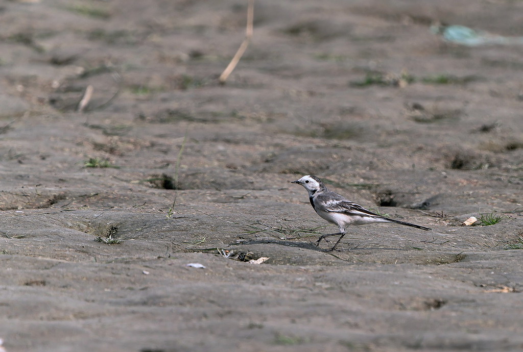 White wagtail | Photo: Md Ahsanul Huq