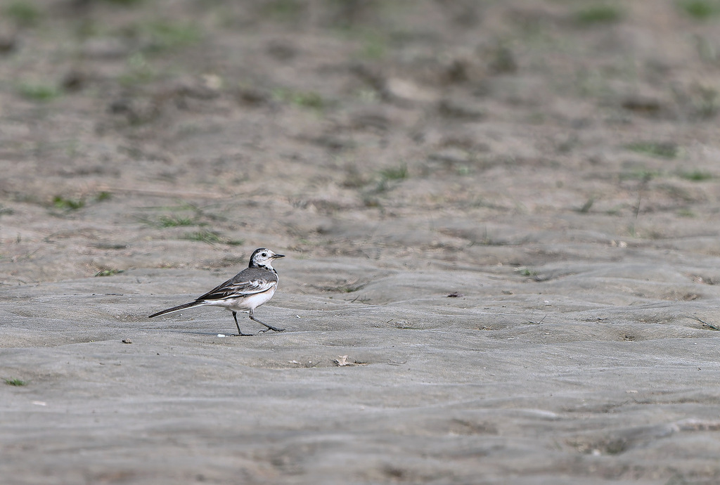 White wagtail | Photo: Md Ahsanul Huq
