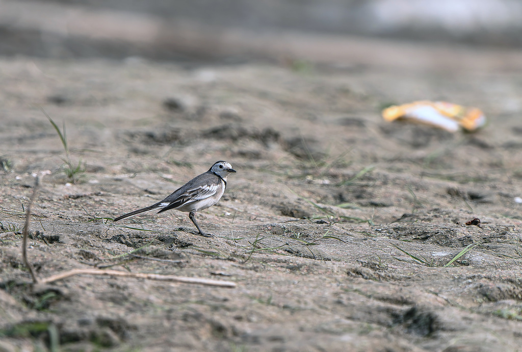 White wagtail | Photo: Md Ahsanul Huq