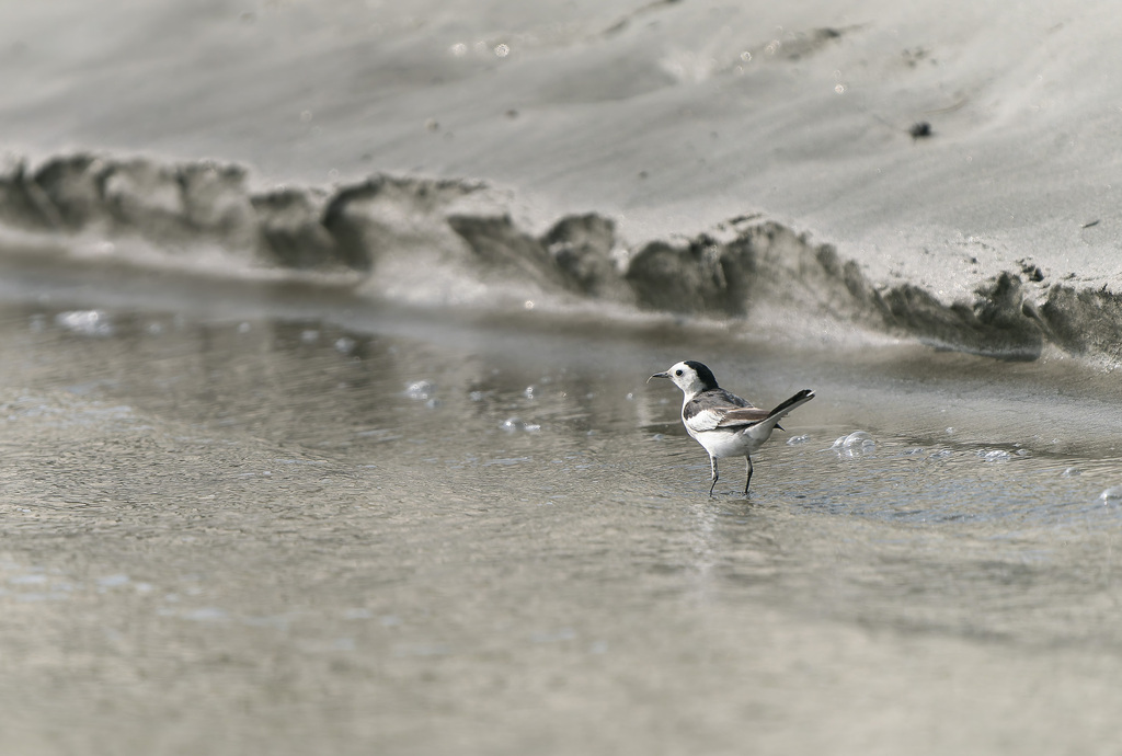 White wagtail | Photo: Md Ahsanul Huq