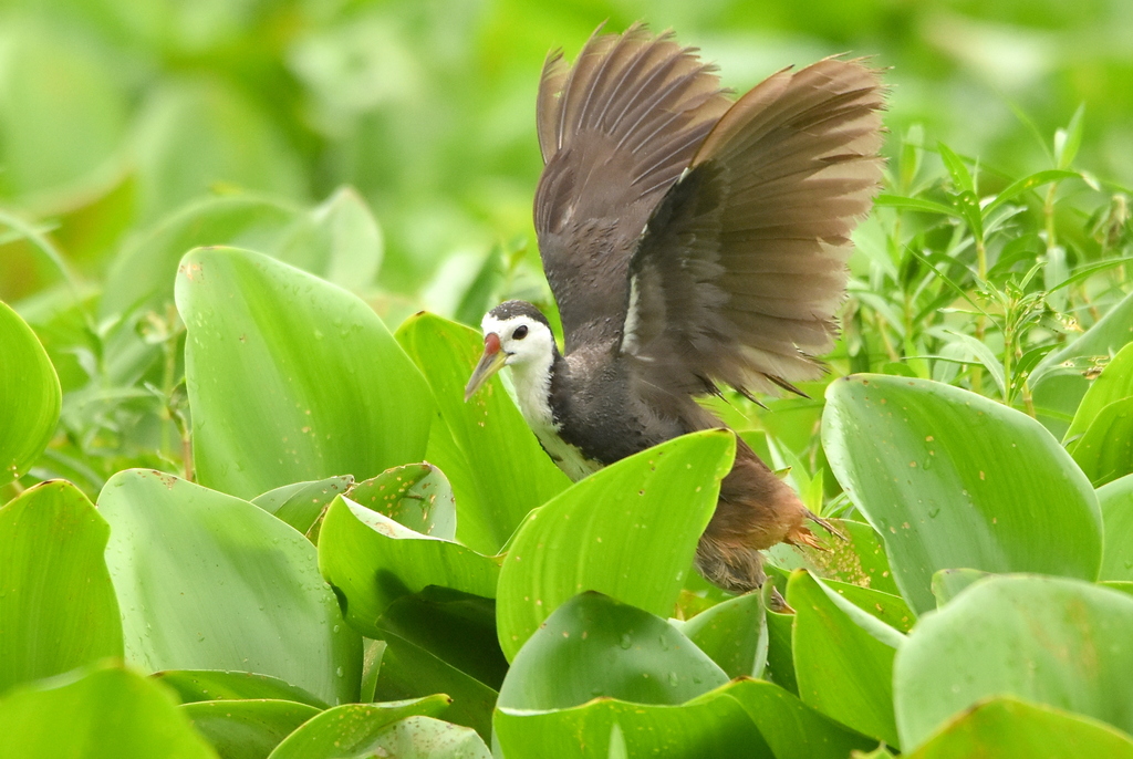 White breasted water hen | Photo: Asif Ishtiaque