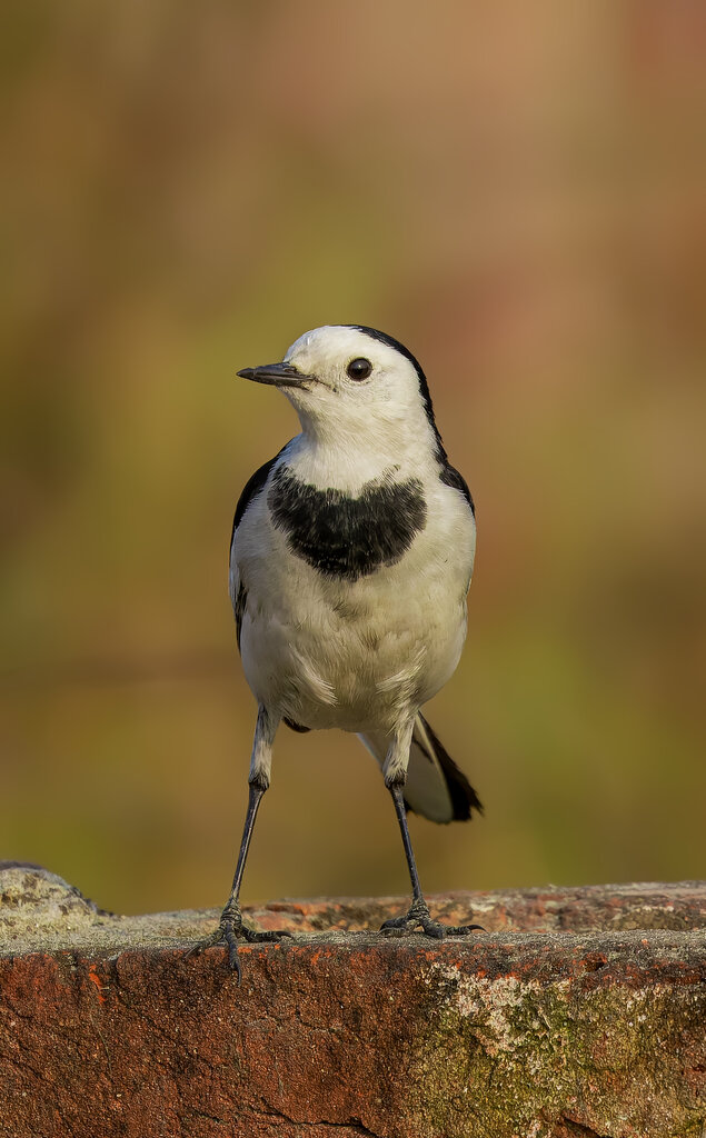 White Wagtail | Photo: Shovon Ahmaduzzaman