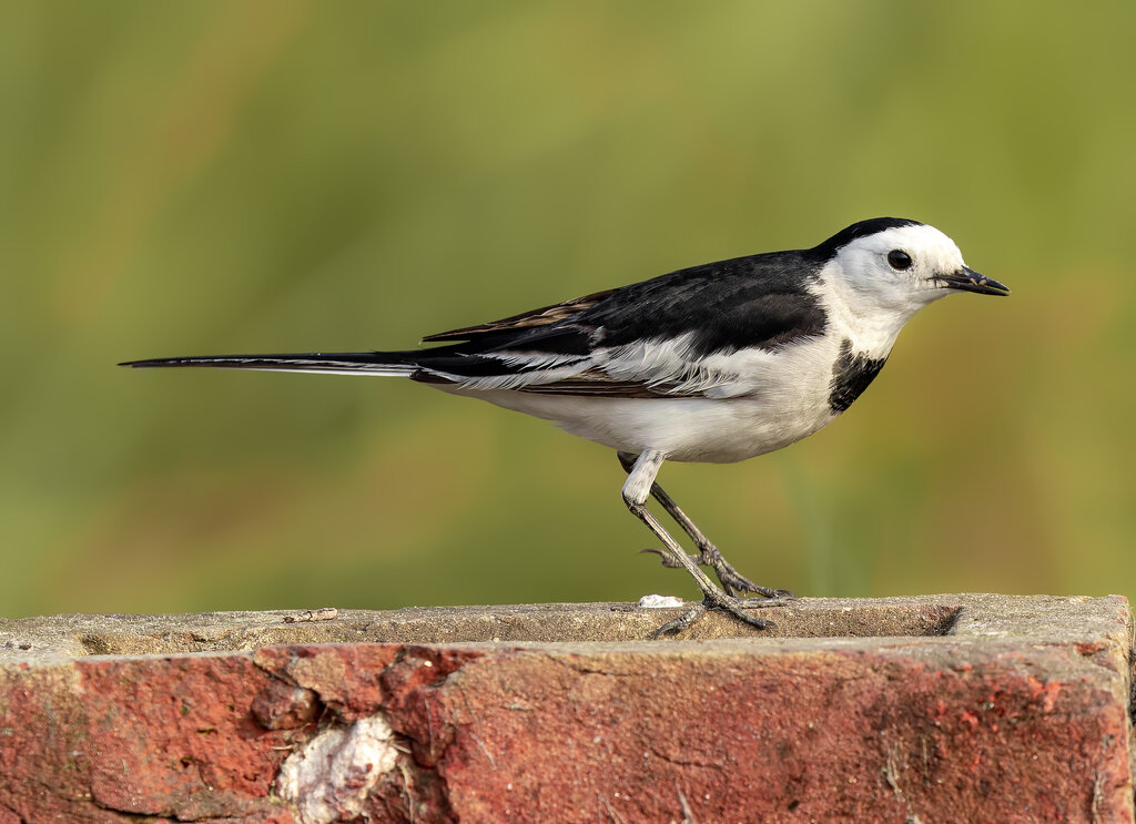 White Wagtail | Photo: Shovon Ahmaduzzaman