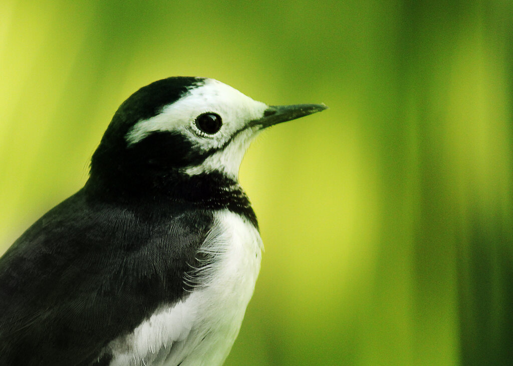 White Wagtail | Photo: Syed Abbas