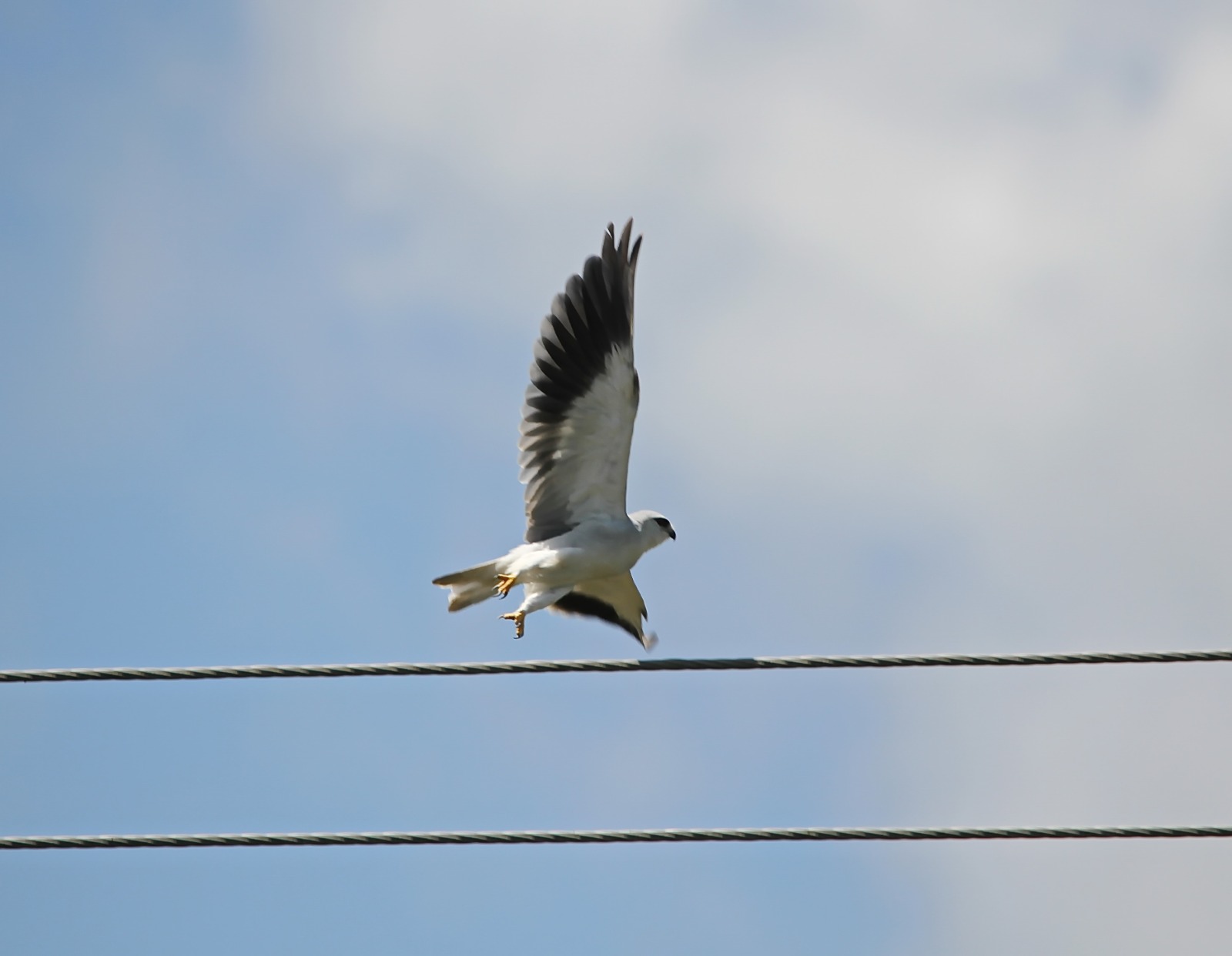 Black-winged kite| Photo: Kawsar Mostofa