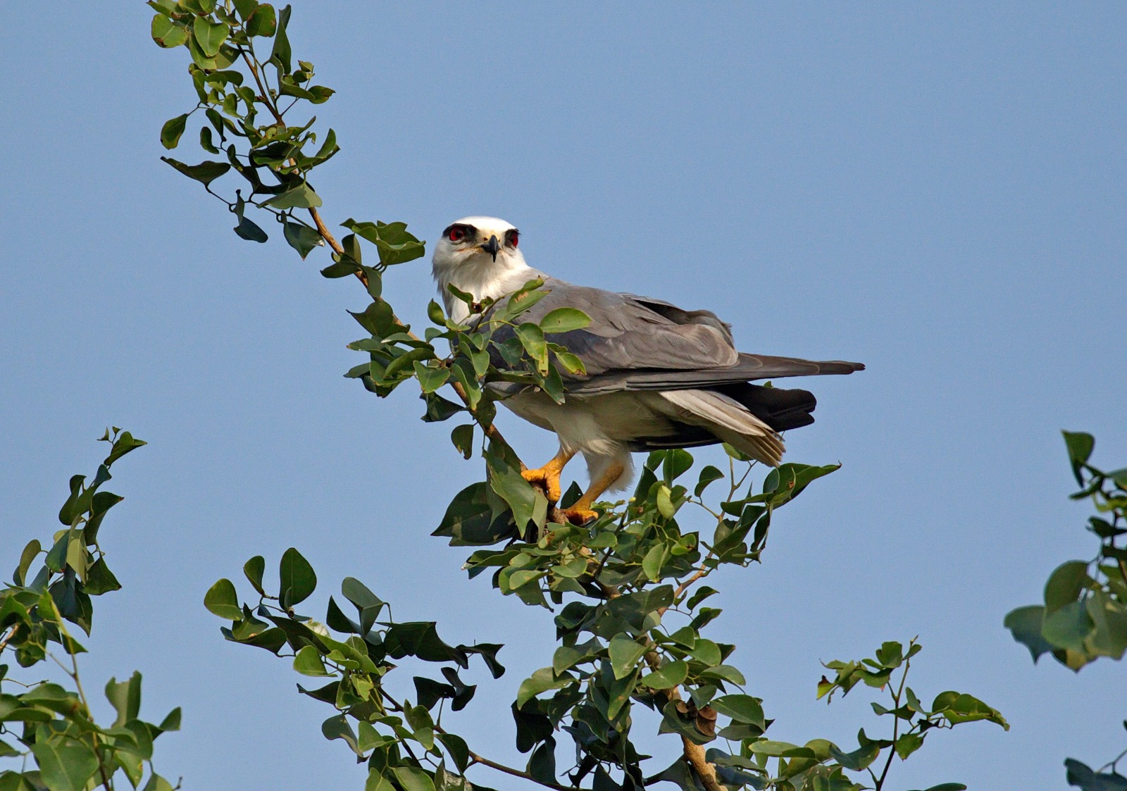 Black-winged kite| Photo: Kawsar Mostofa