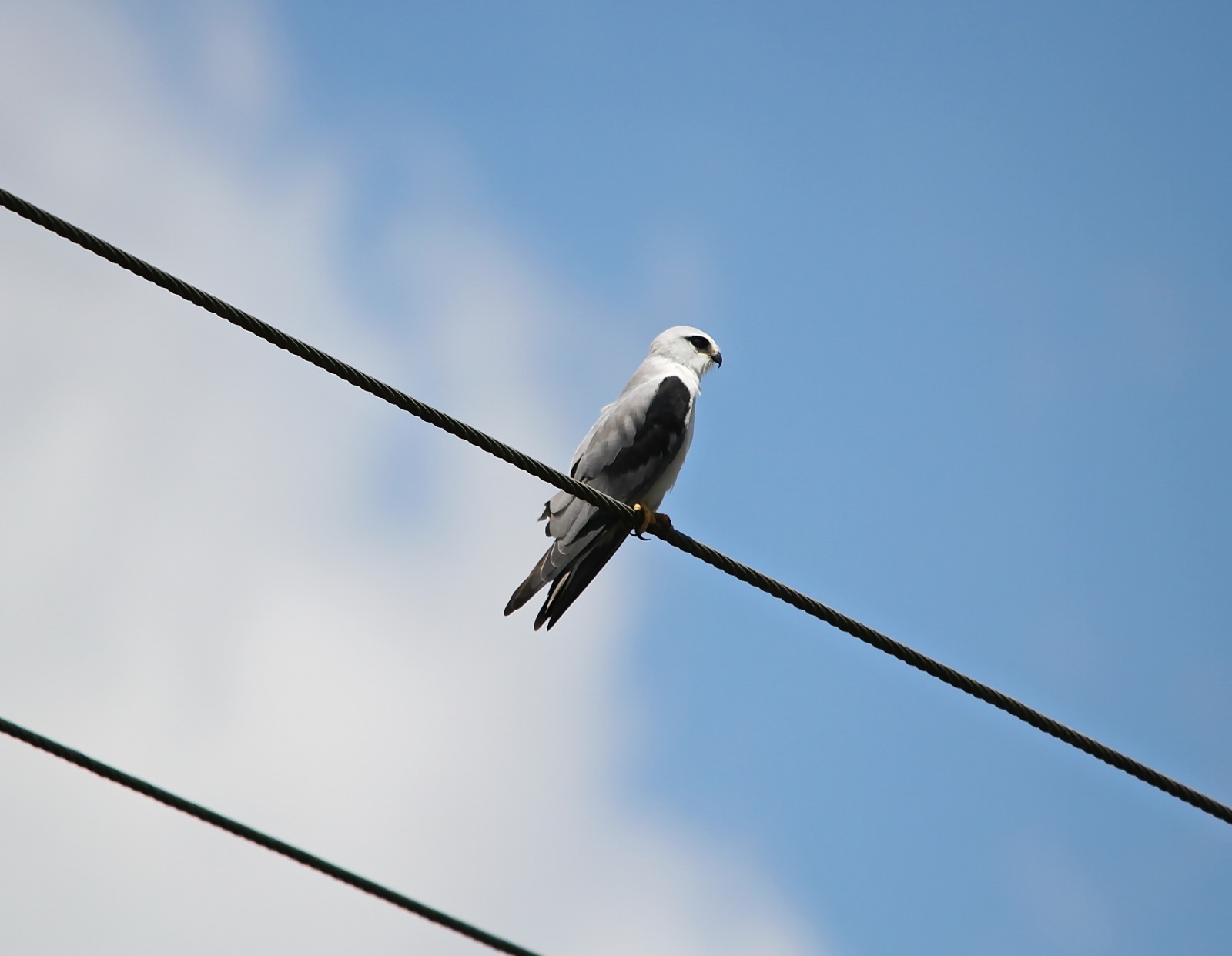 Black-winged kite| Photo: Kawsar Mostofa